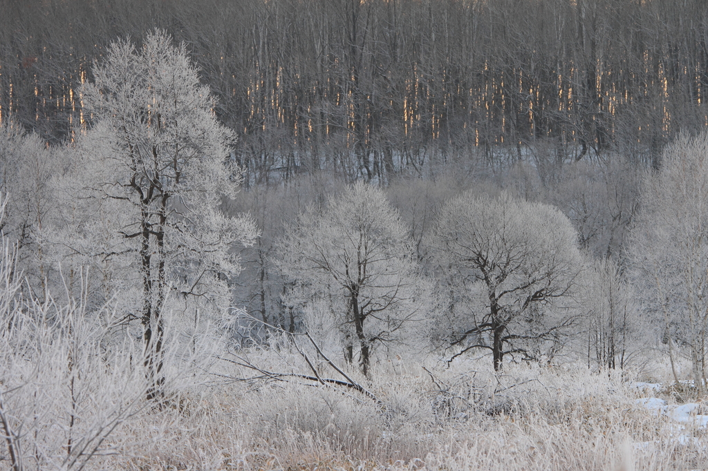 朝日に隠れる樹氷たち