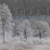 朝日に隠れる樹氷たち
