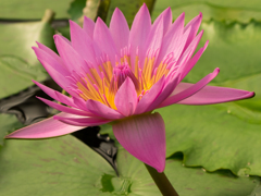 蓮の花
