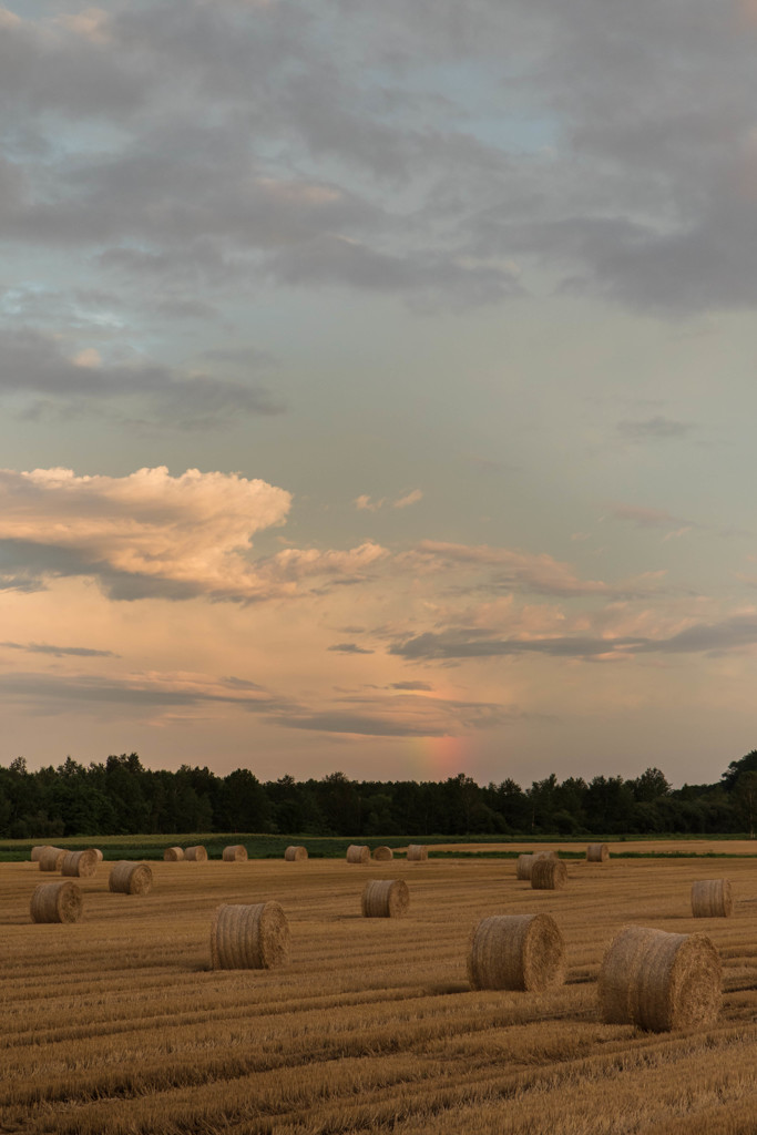 夕暮れの田園