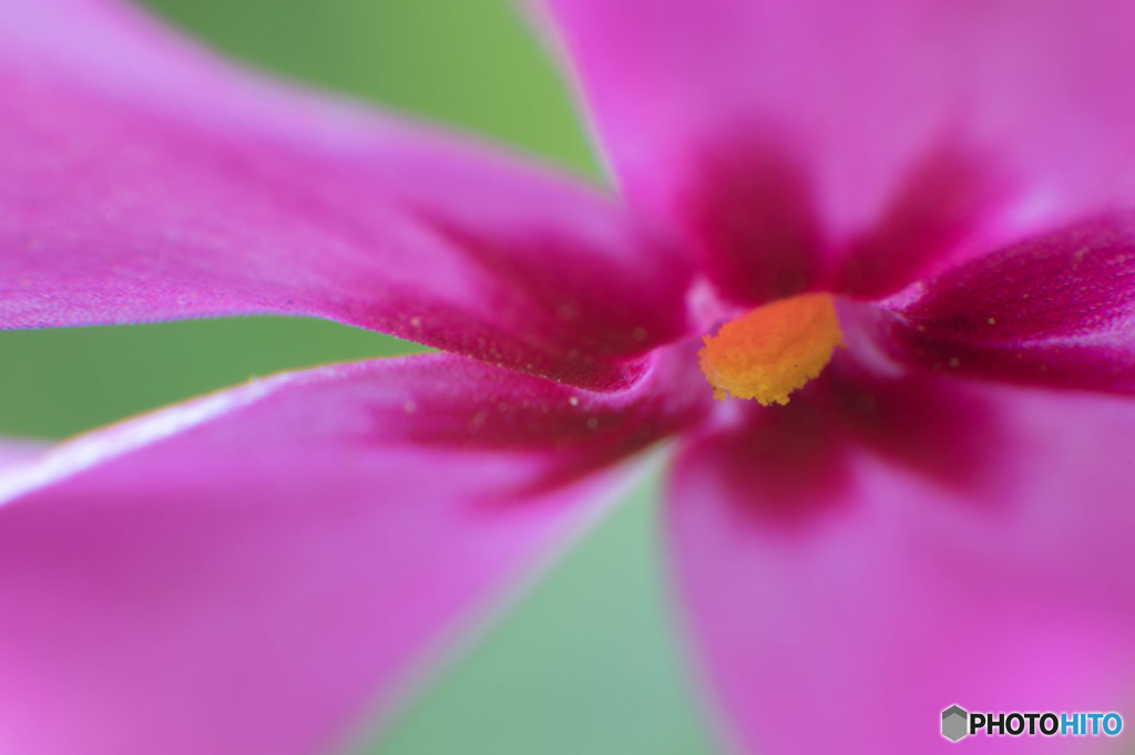 開花