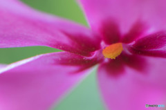 開花