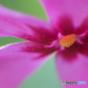 開花
