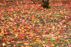 紅葉絨毯