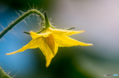 感謝の花