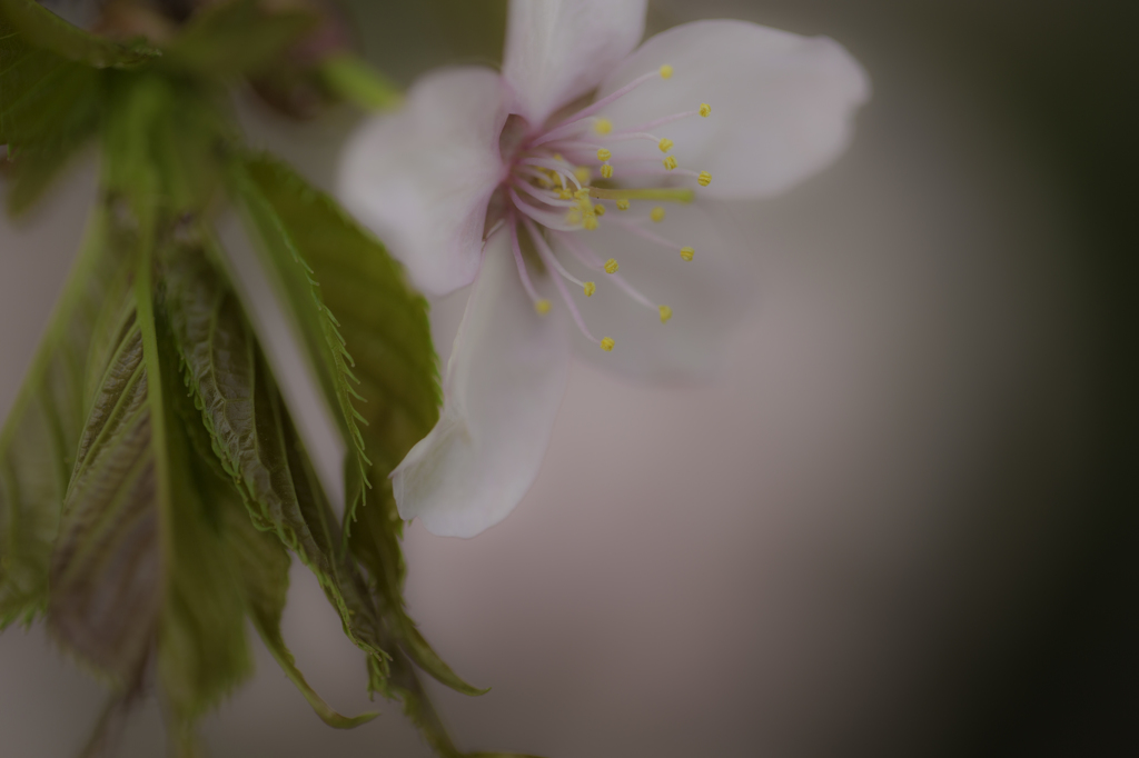 蝦夷山桜-1