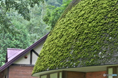 苔に優しい屋根