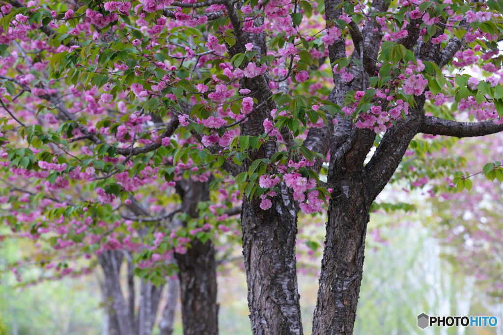 最後尾の桜前線