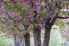 最後尾の桜前線