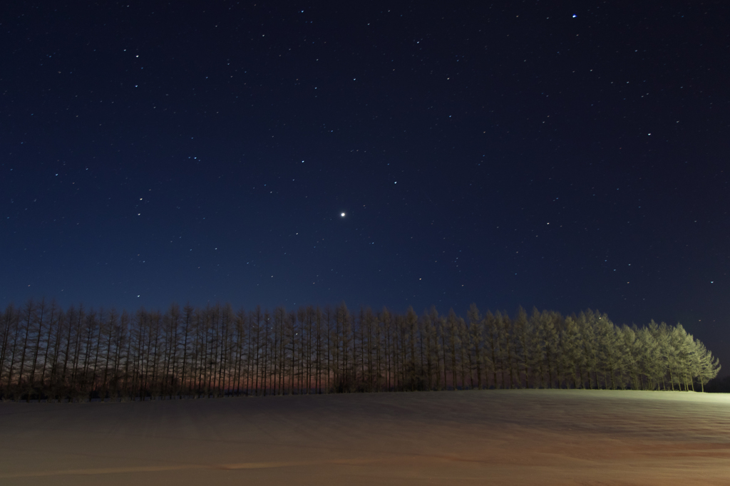 防風林の夜明け