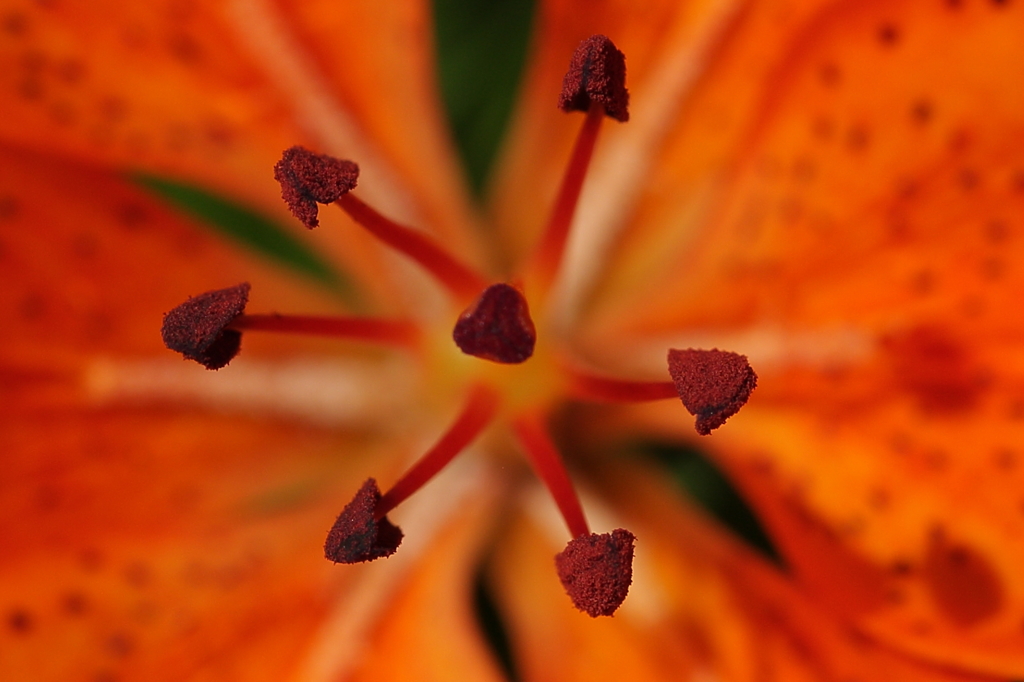 花粉