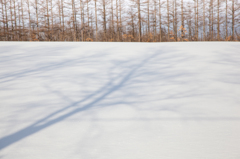 雪原の樹木たち