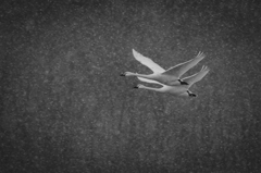 白鳥双飛