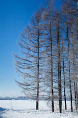 雪原