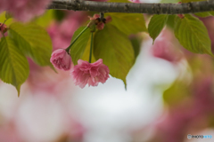 釧路八重桜