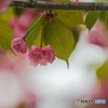 釧路八重桜