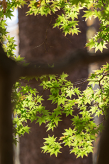 木陰の眺め