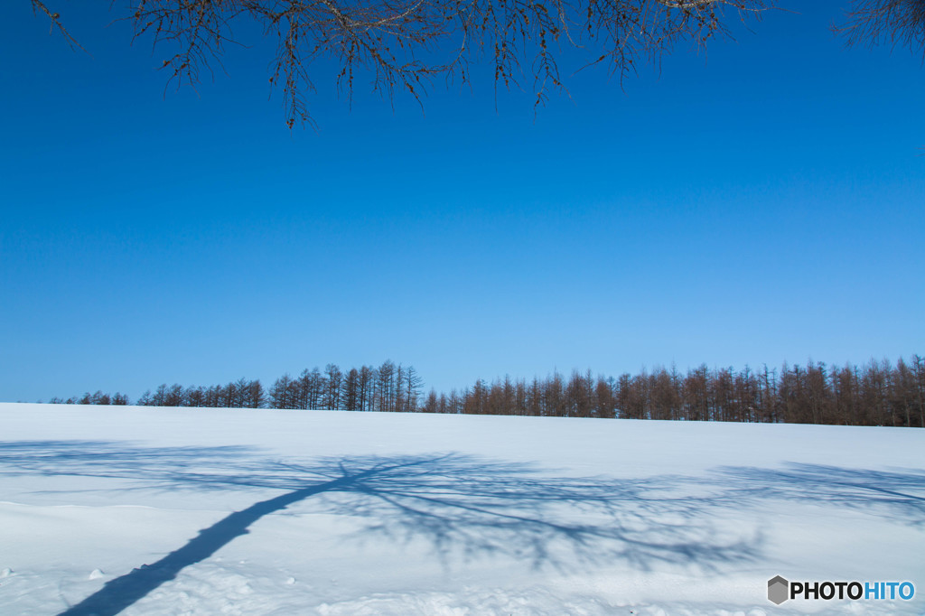雪原の姿見