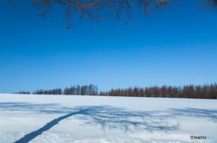 雪原の姿見