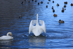白鳥立ち泳ぎ2