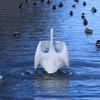 白鳥立ち泳ぎ2