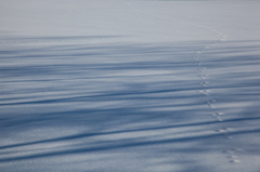 雪上の陰影