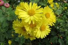 路傍の花