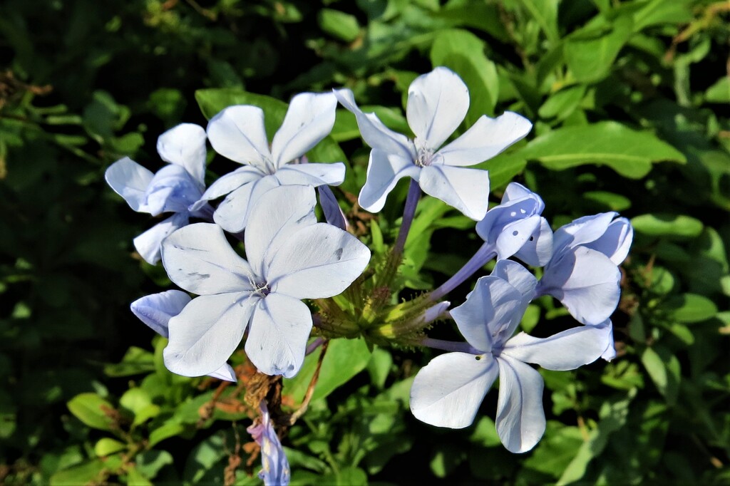 路傍の花