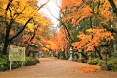 暖冬の紅葉