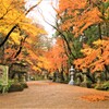 暖冬の紅葉