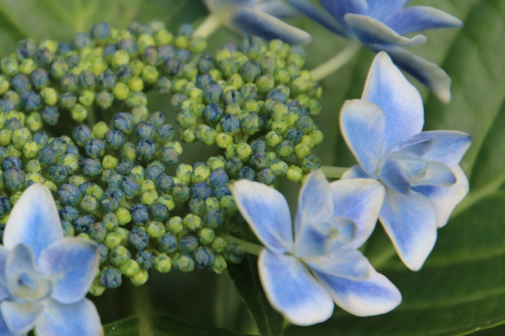 路傍の花