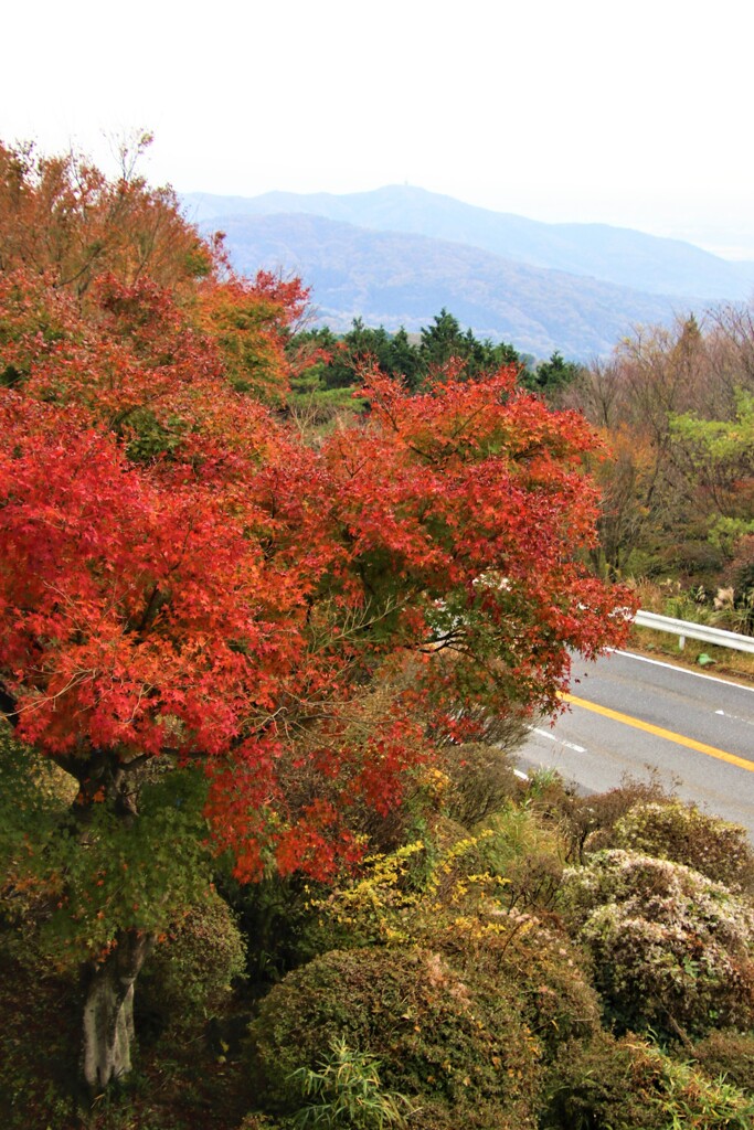 晩秋、進む紅葉