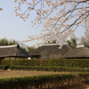 古民家と桜ー５