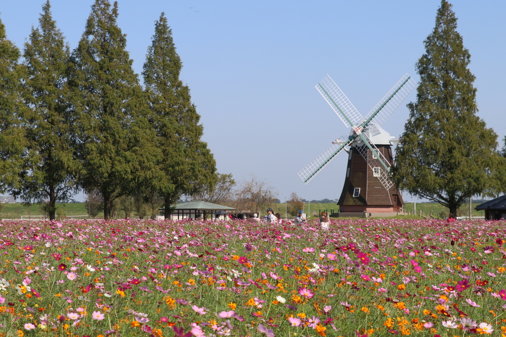 コスモス畑の風車