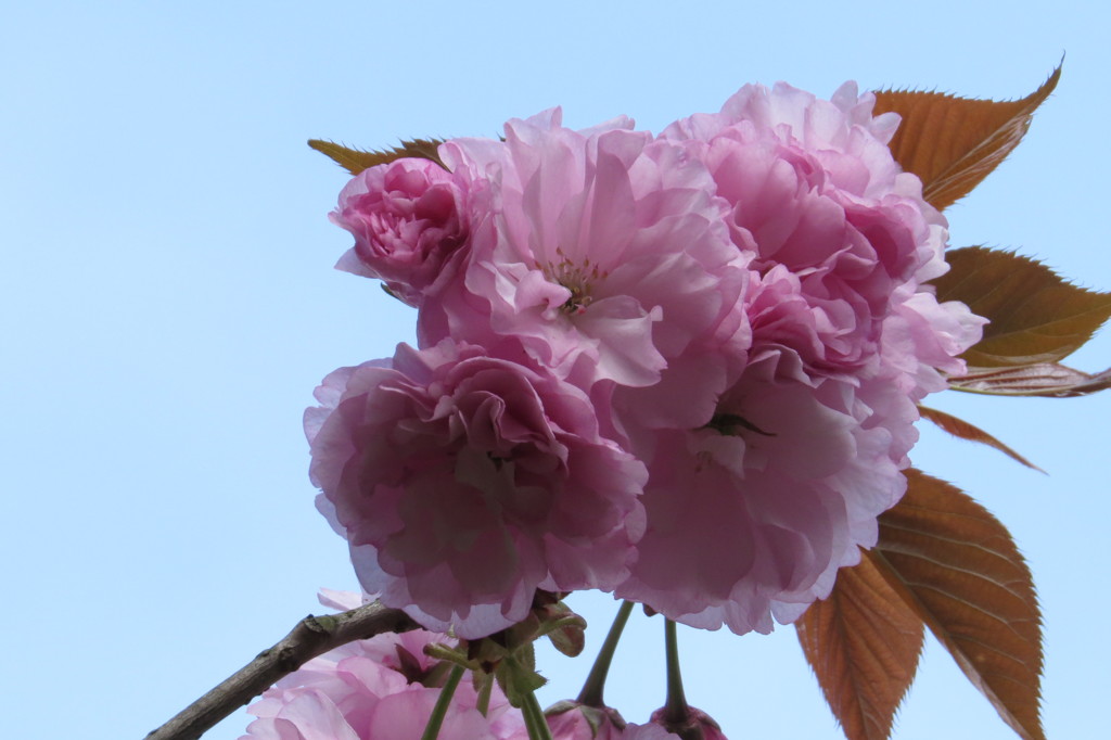 ボタン桜　(ゆく春に)