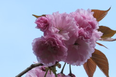 ボタン桜　(ゆく春に)