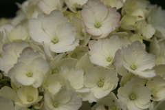 せいくらべその１