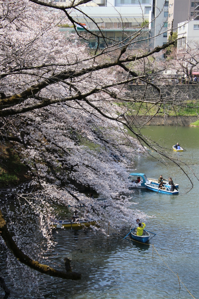 定番、千鳥ヶ淵