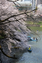 定番、千鳥ヶ淵