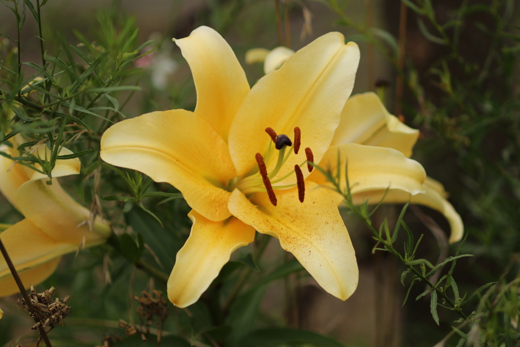梅雨空に咲くその7