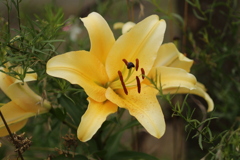 梅雨空に咲くその7