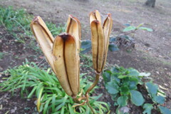 終焉