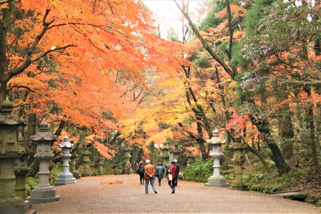 暖冬の紅葉