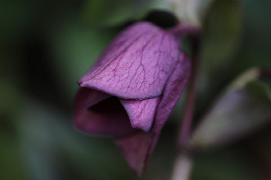 間もなく開花、