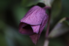 間もなく開花、