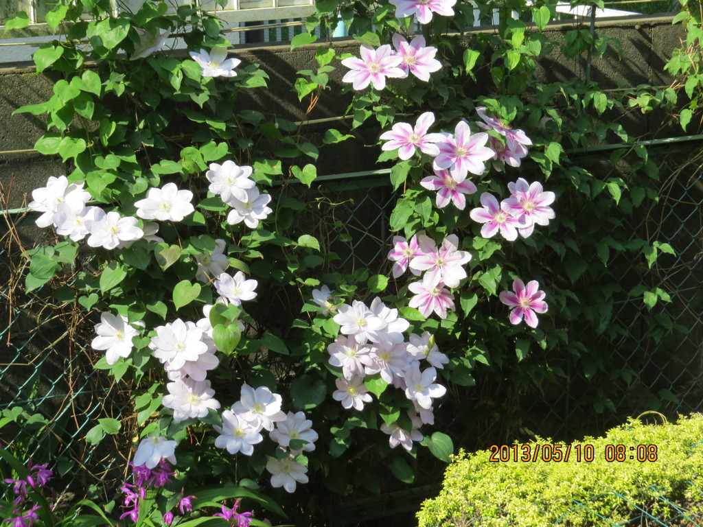 花やか