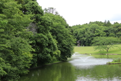 新緑の湖面その2