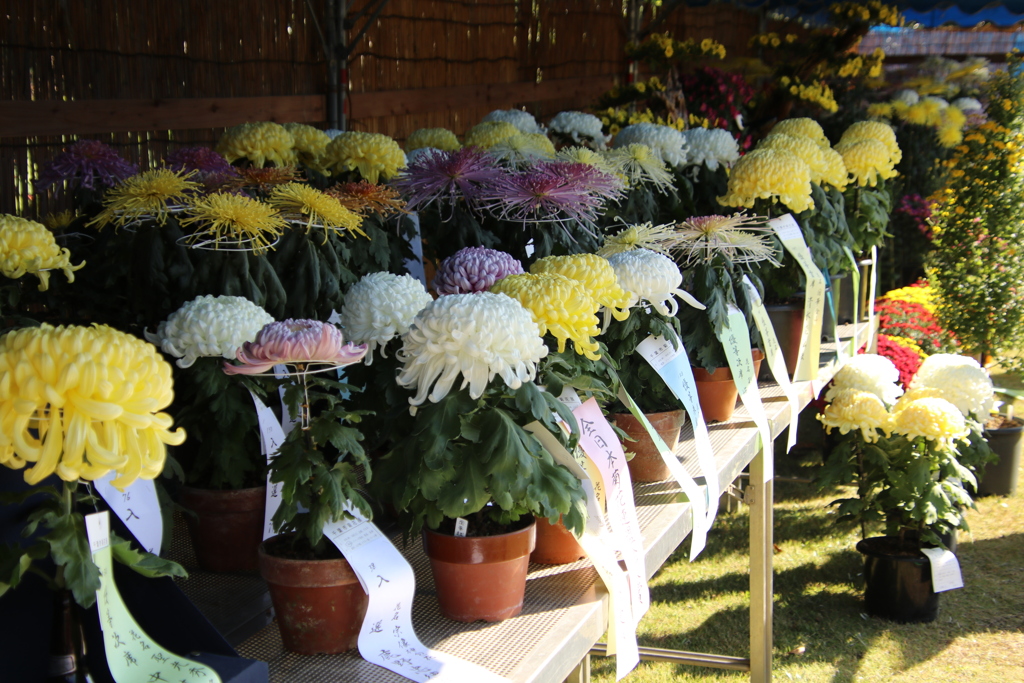 菊花展