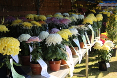 菊花展