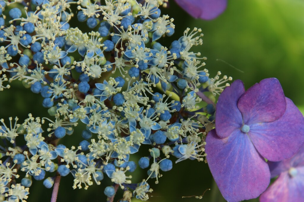 路傍の花